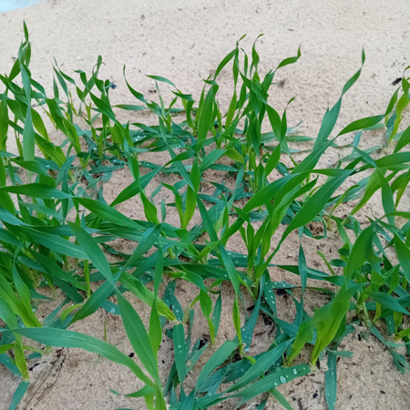 Mohamed & his family of 13 at the small farm thumbnail