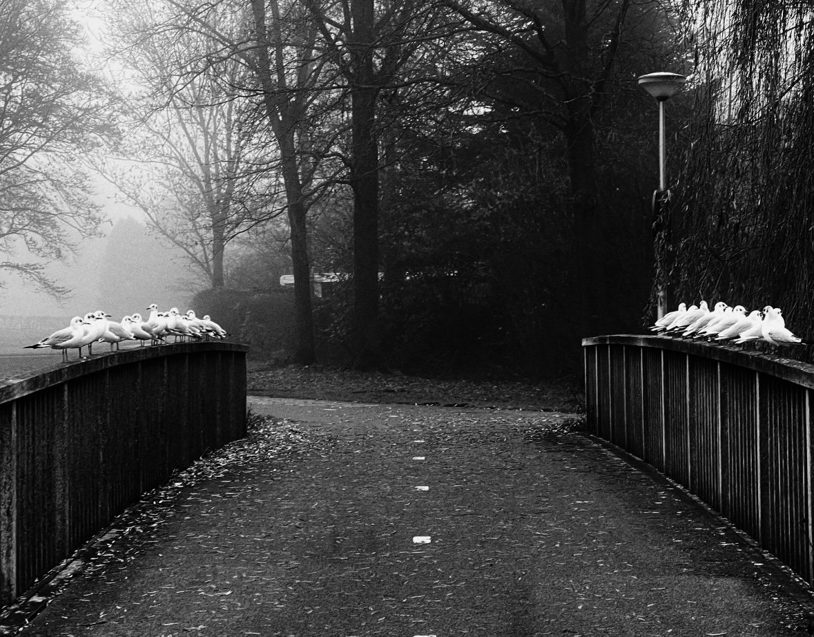 Photography as therapy: Derealization and the paradox of Silent Distances — Ephemere thumbnail