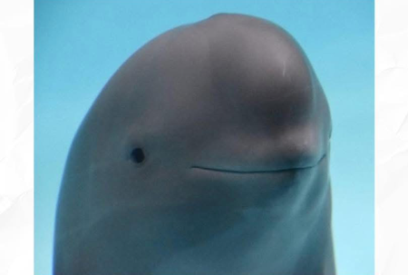 no na - shoot | SHERO Tutorial 👩🏻‍🏫 thumbnail