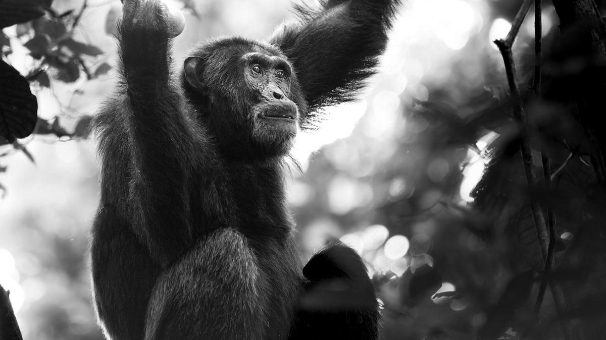 BioSite banner for @uganda