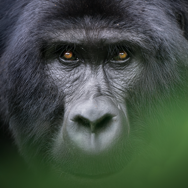 BioSite profile picture for @uganda