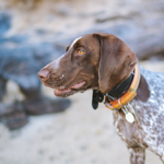 Sage’s hiking water bowl thumbnail