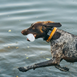 Embark Pets Gear thumbnail