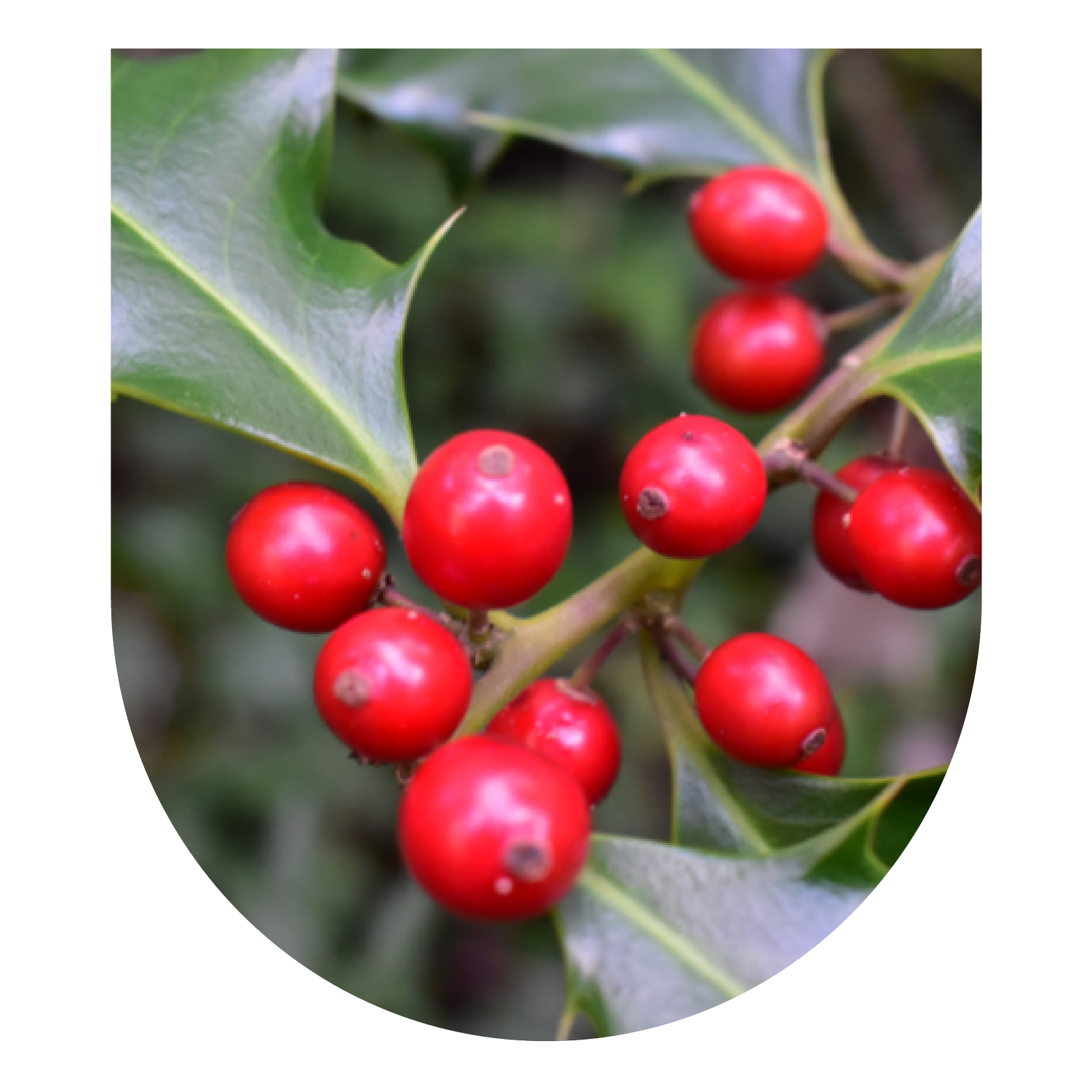 Mistletoe Small Group Master Plant Dieta  thumbnail