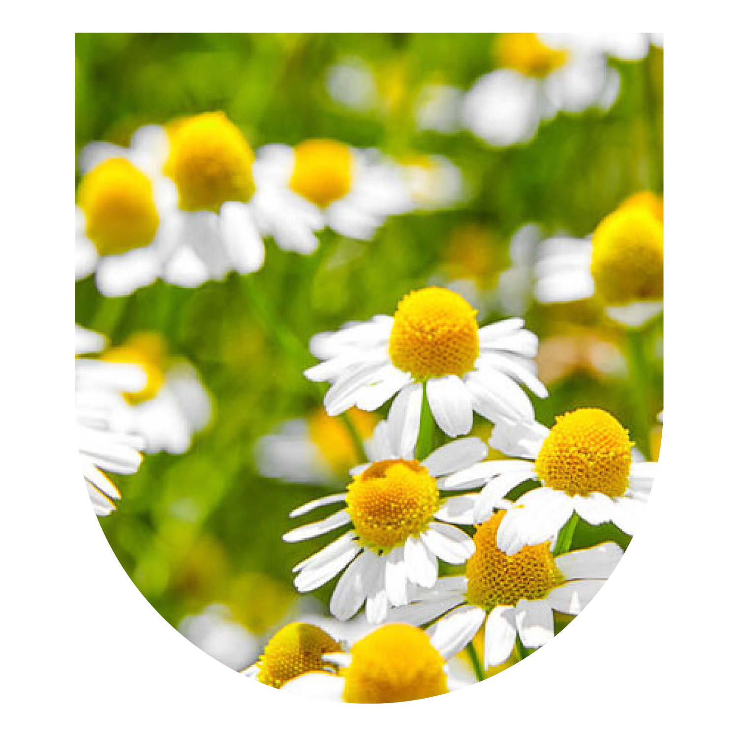 Chamomile Master Plant Dieta thumbnail