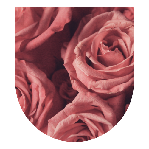 Virtual Rose Master Plant Dieta thumbnail