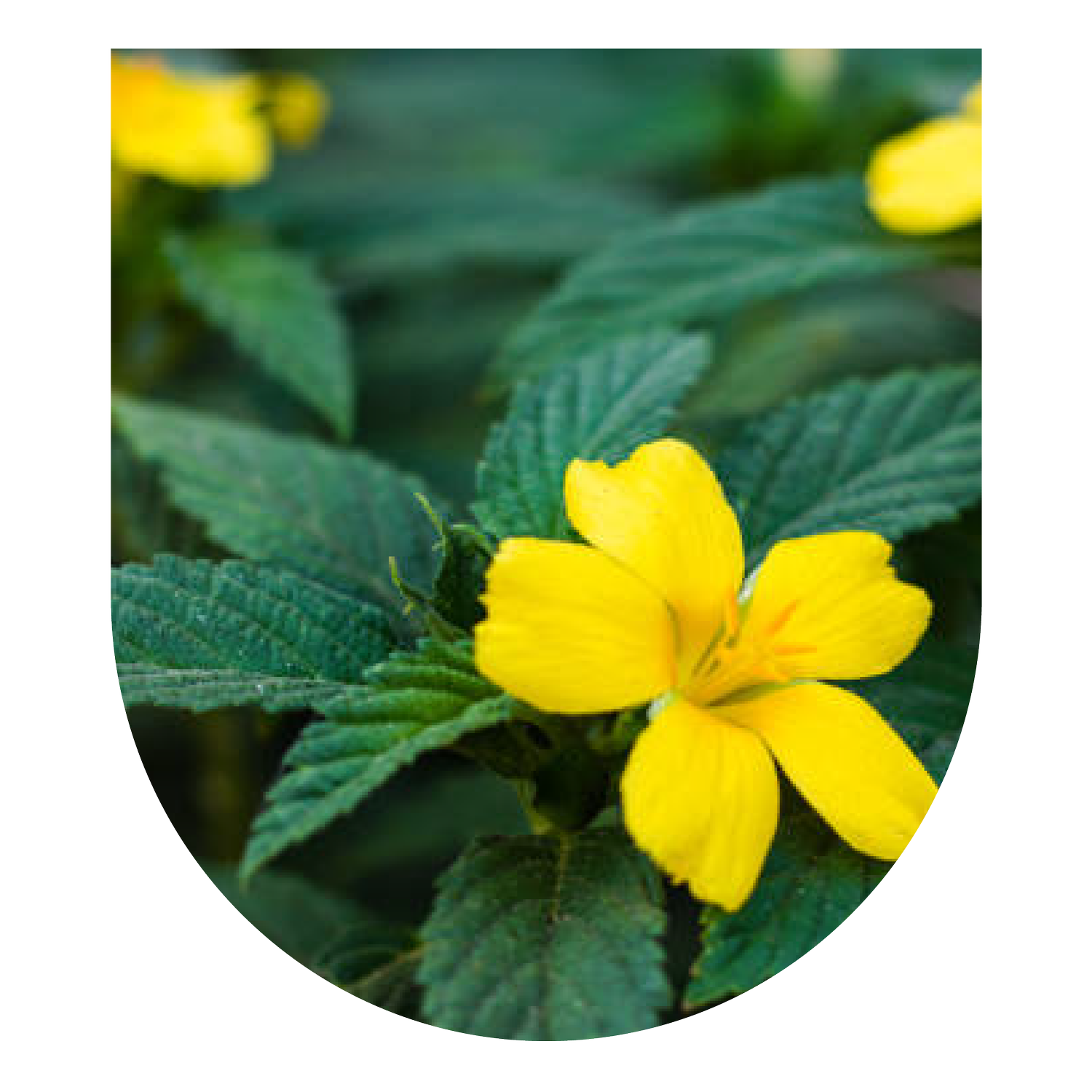 Damiana Small Group Master Plant Diet thumbnail
