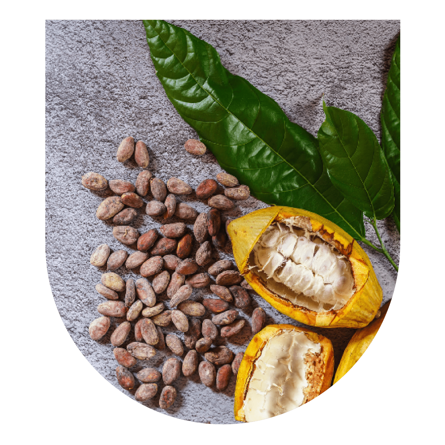 Cacao Spring Equinox Ceremony thumbnail