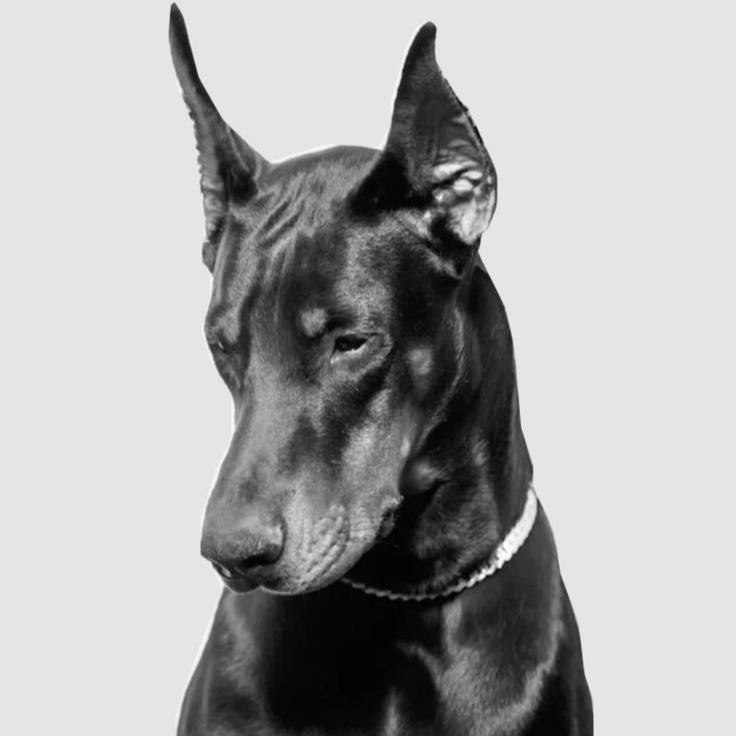 Catálogo Porte Grande  thumbnail