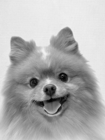 Catálogo de Spitz Alemão  thumbnail