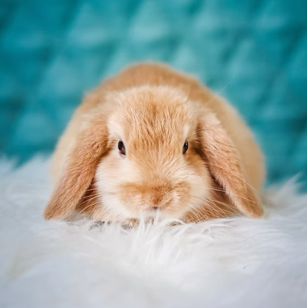 Za KUNCE in GLODALCE 🐰 thumbnail