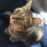 Za MUCKE 🐱 thumbnail