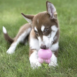 Za KUŽKE 🐶 thumbnail