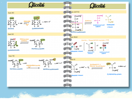 Glicolisi: schema gratis di biochimica thumbnail