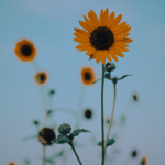 Buy Prints thumbnail