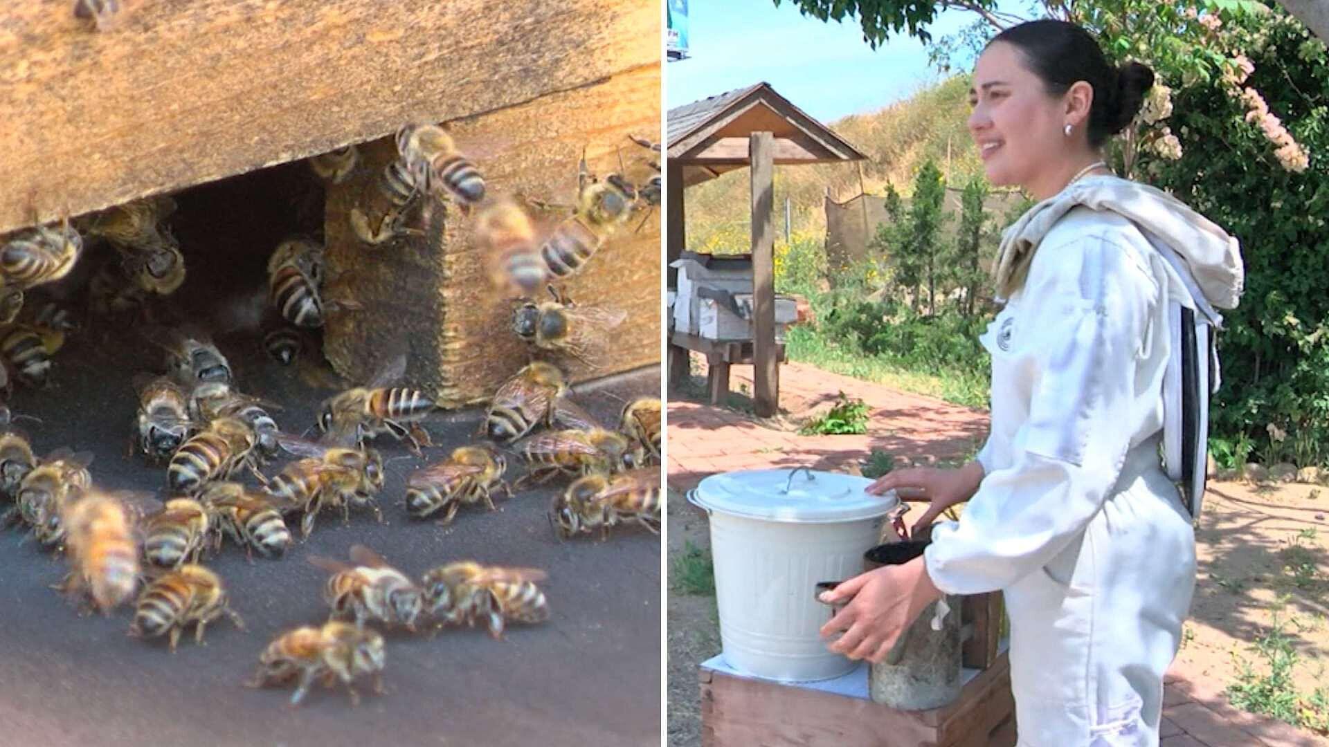 Elia Figueroa, Mujer Que Mantiene a Más de 400 Mil Abejas en Baja California 📰 thumbnail