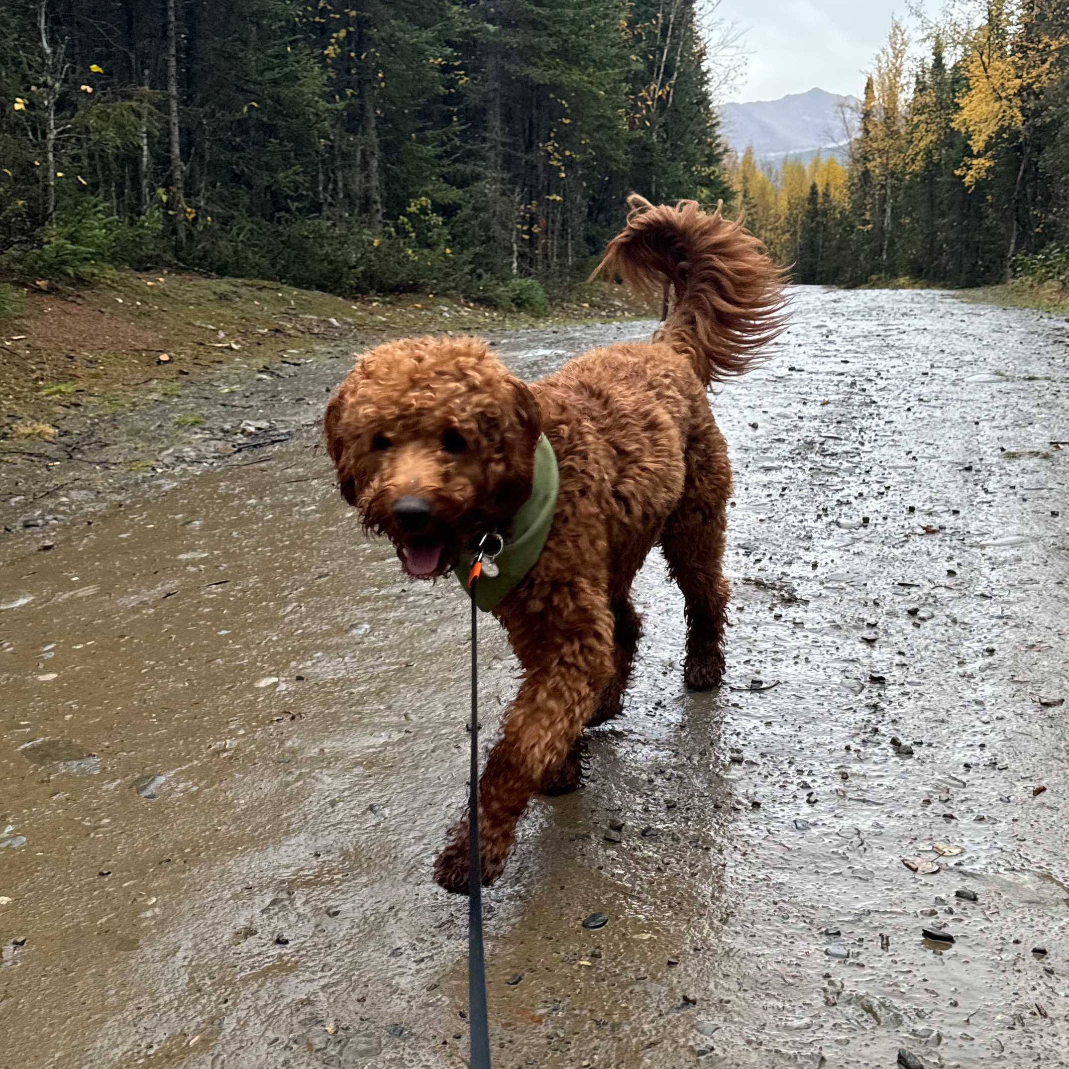 Rover Dog Walking + Sitting Link For $20 off use Code: MELISZ81789 (1st time rover users only)  thumbnail