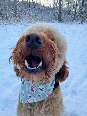  Book your meet + greet/services here! Walkies App- live walk tracking + drop in updates  thumbnail