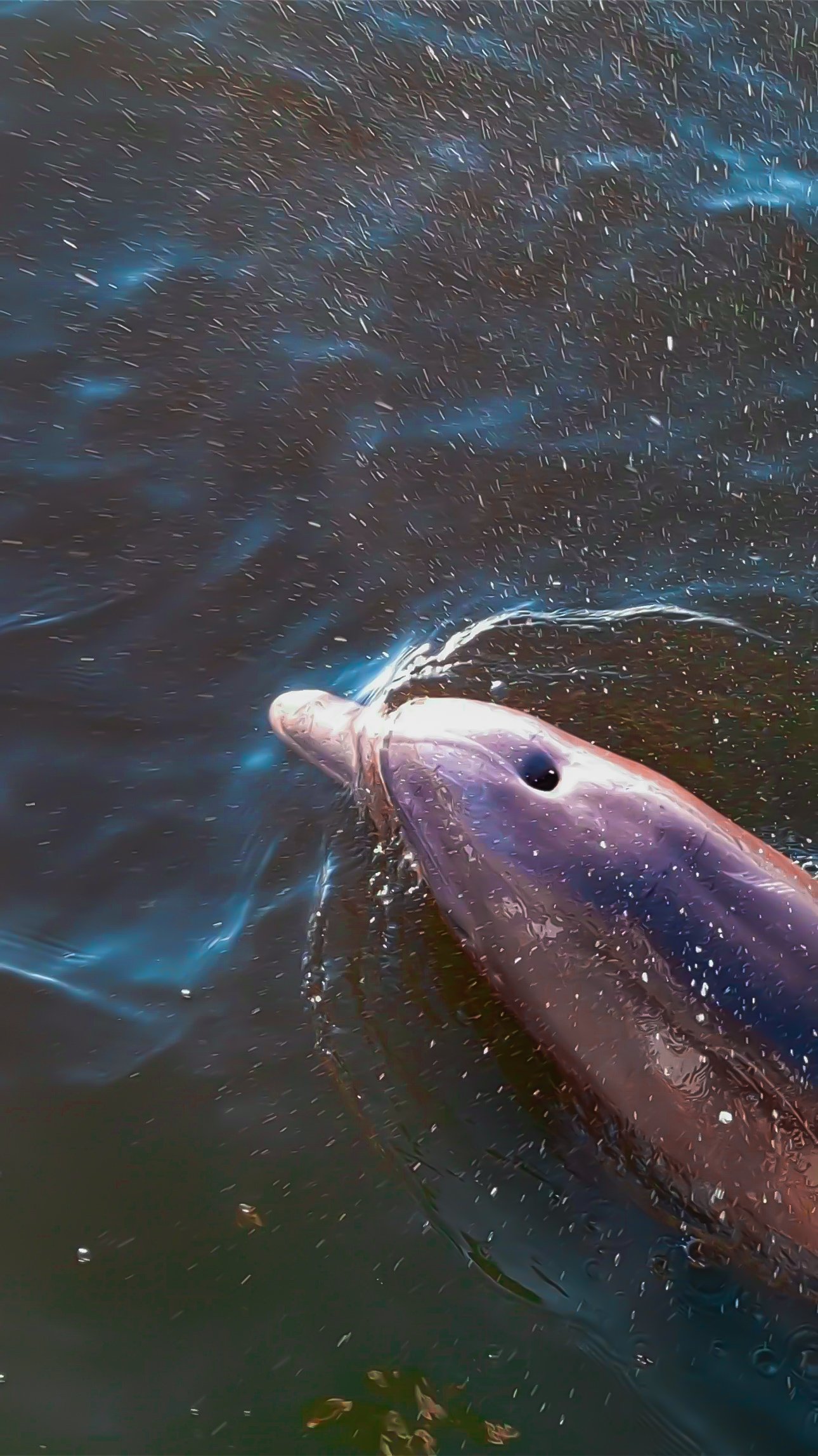 DOLPHIN & MANATEE // Merritt Island thumbnail