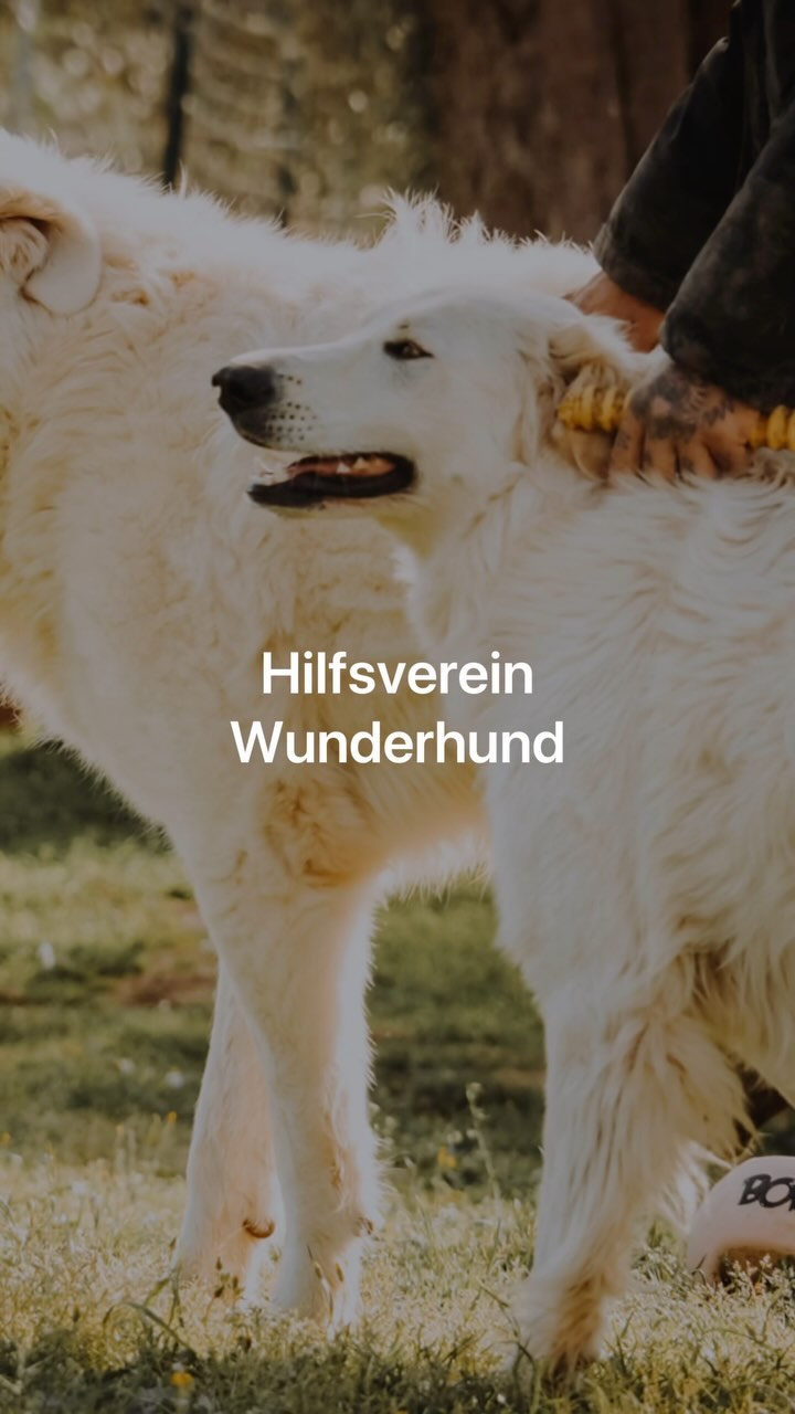 Alessandra & Alessandro stecken hinter dem @hilfsverein_wunderhund 

Ich war vor Ort in Petacciato und bin begeistert wi