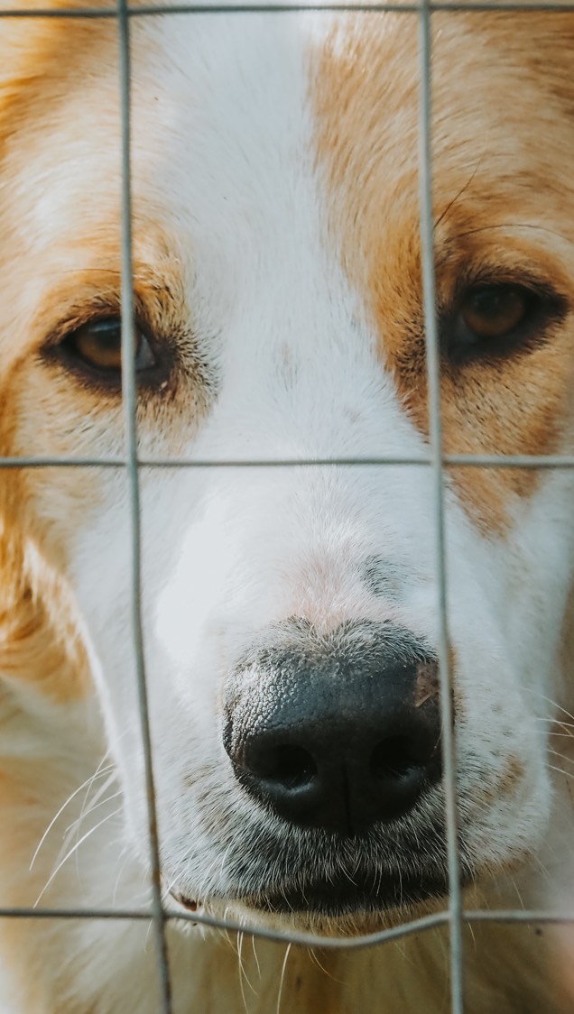 Tierschutz vor Ort in Petacciato, Italien. @hilfsverein_wunderhund 🐾 Ale & Ale betreuen, pflegen, sozialisieren und verm
