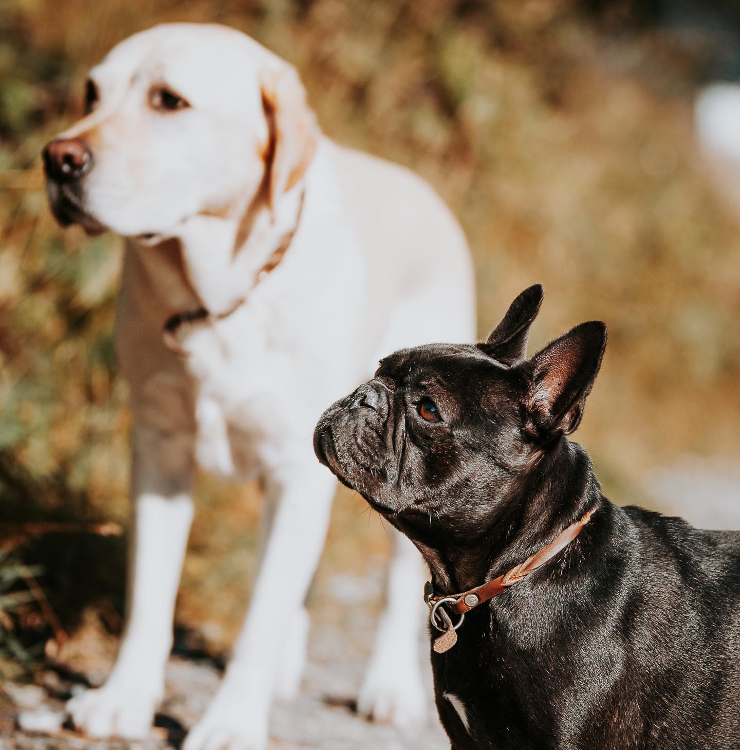 Miro & Hera — Meine Helfer, wenn es um die Einschätzung von Hunden geht.