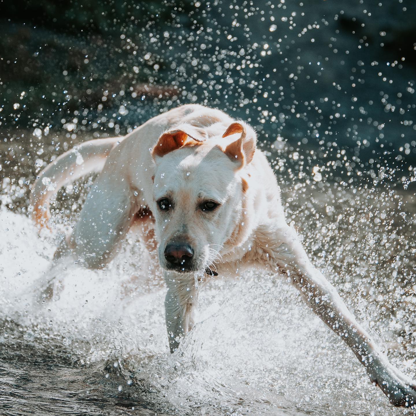Erst wenn das Wesen des Hundes und seine Sprache verstanden werden, kann der Mensch ihm ein artgerechtes Leben ermöglich