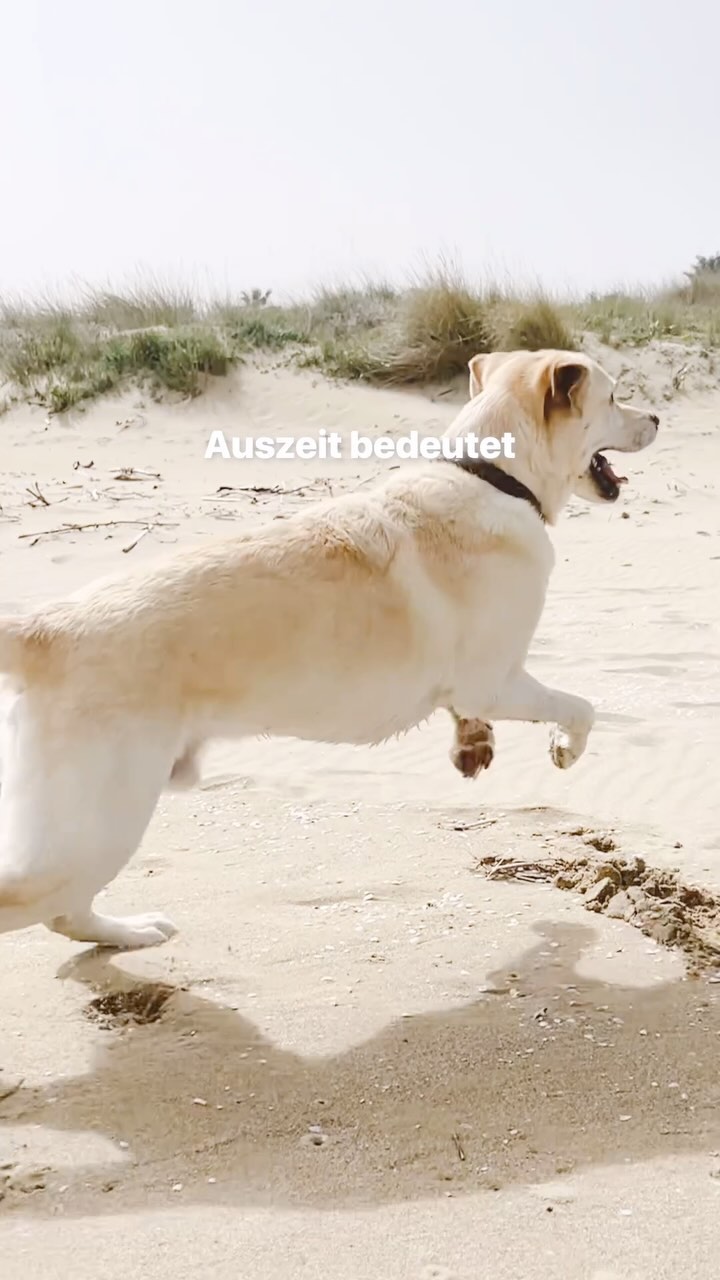 Wir haben uns eine Auszeit gegönnt, um unsere innere Ruhe wiederzufinden. Die Hunde haben uns vorgelebt, wie unbedeutend