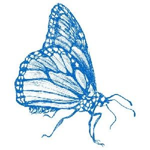 Morpho Catálogo thumbnail