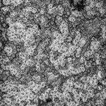 EDITIONS FINE ART PRINT SHOP thumbnail