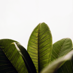 Información asesorías nutricionales  thumbnail