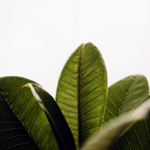 Ebook: Elaboración de pan de masa madre thumbnail