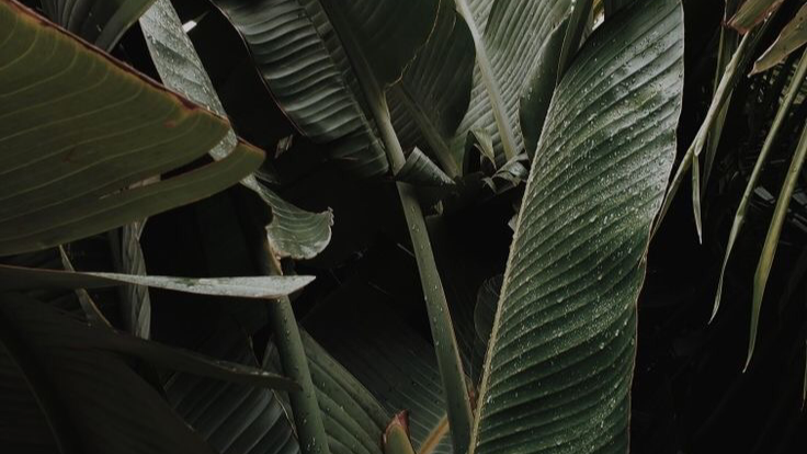 BioSite banner for @societal