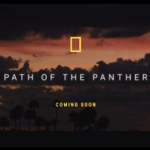 Path Of The Panther (Streaming Now on Hulu & Disney+) thumbnail