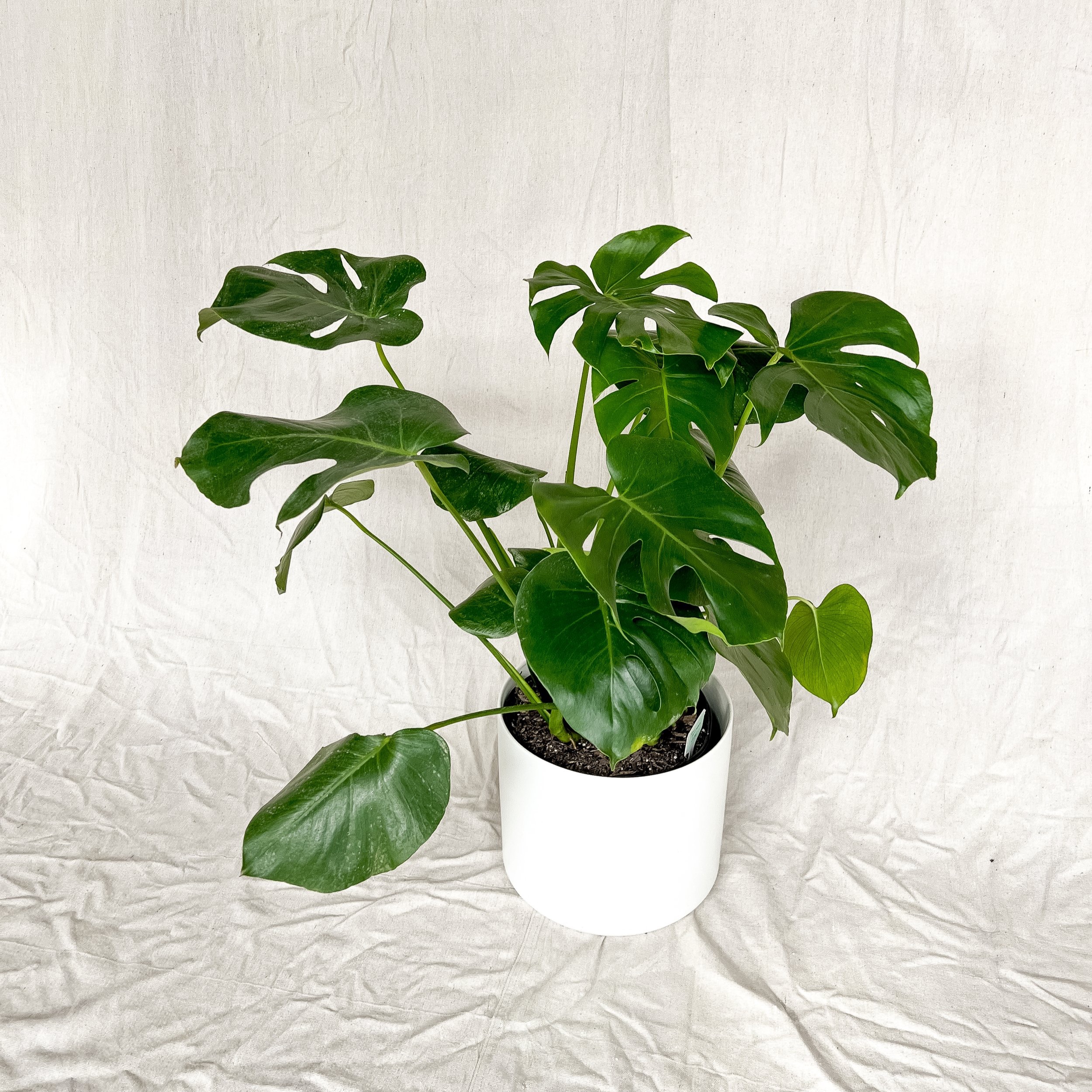 Potted Plants thumbnail