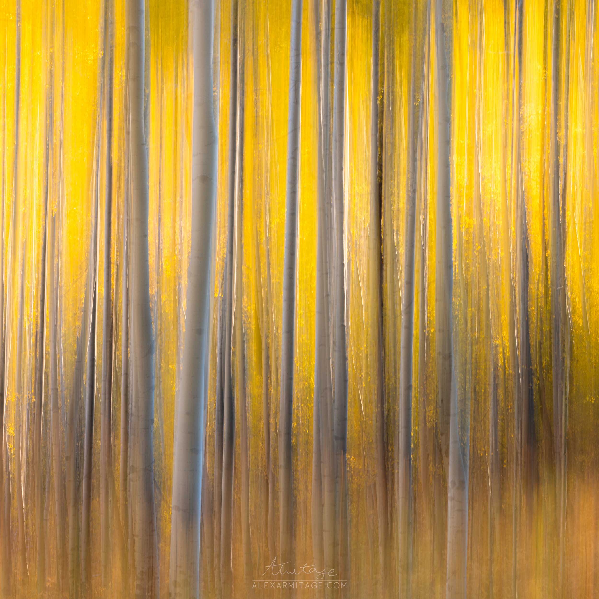 2025 Fall Colors of Colorado Workshop thumbnail