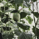 AQUAPONICS thumbnail