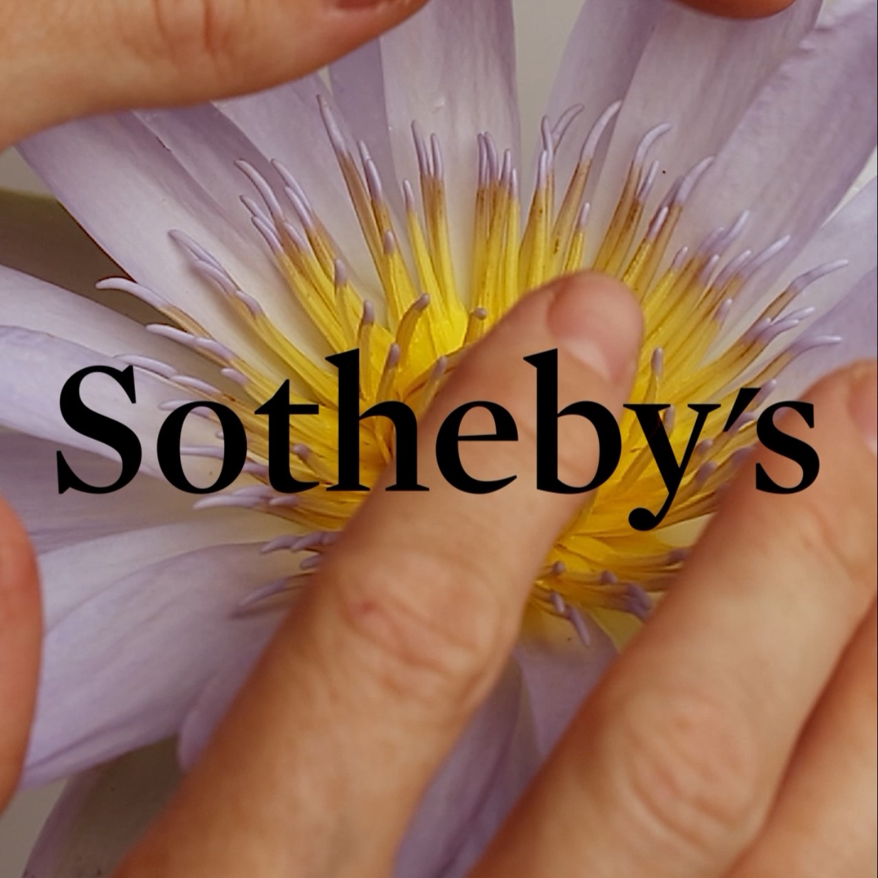 Blue Waterlily, presented by Sotheby’s | Contemporary Discoveries thumbnail