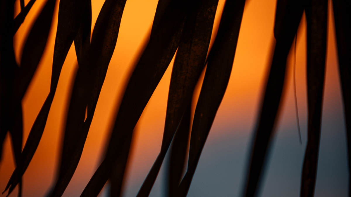 BioSite banner for @ding