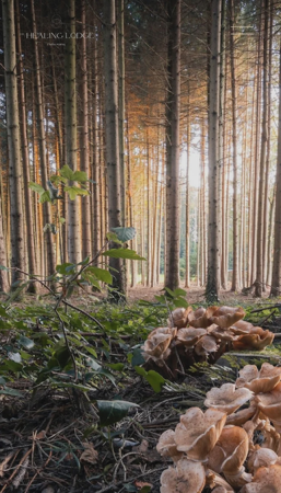 The Healing Lodge Portal thumbnail