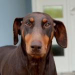 Como chegar  thumbnail