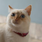 Agende sua consulta  thumbnail