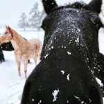 Horse Boarding thumbnail
