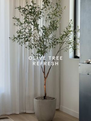 Bigger pot and lighting made SUCH a difference!!! 🔗s on my SF! 🫒🤍 #olivetree #olivetreedecor #treelighting #homedecor #l