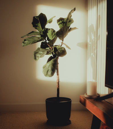Easy Plant thumbnail