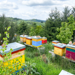 Participer à un atelier d'apiculture  thumbnail
