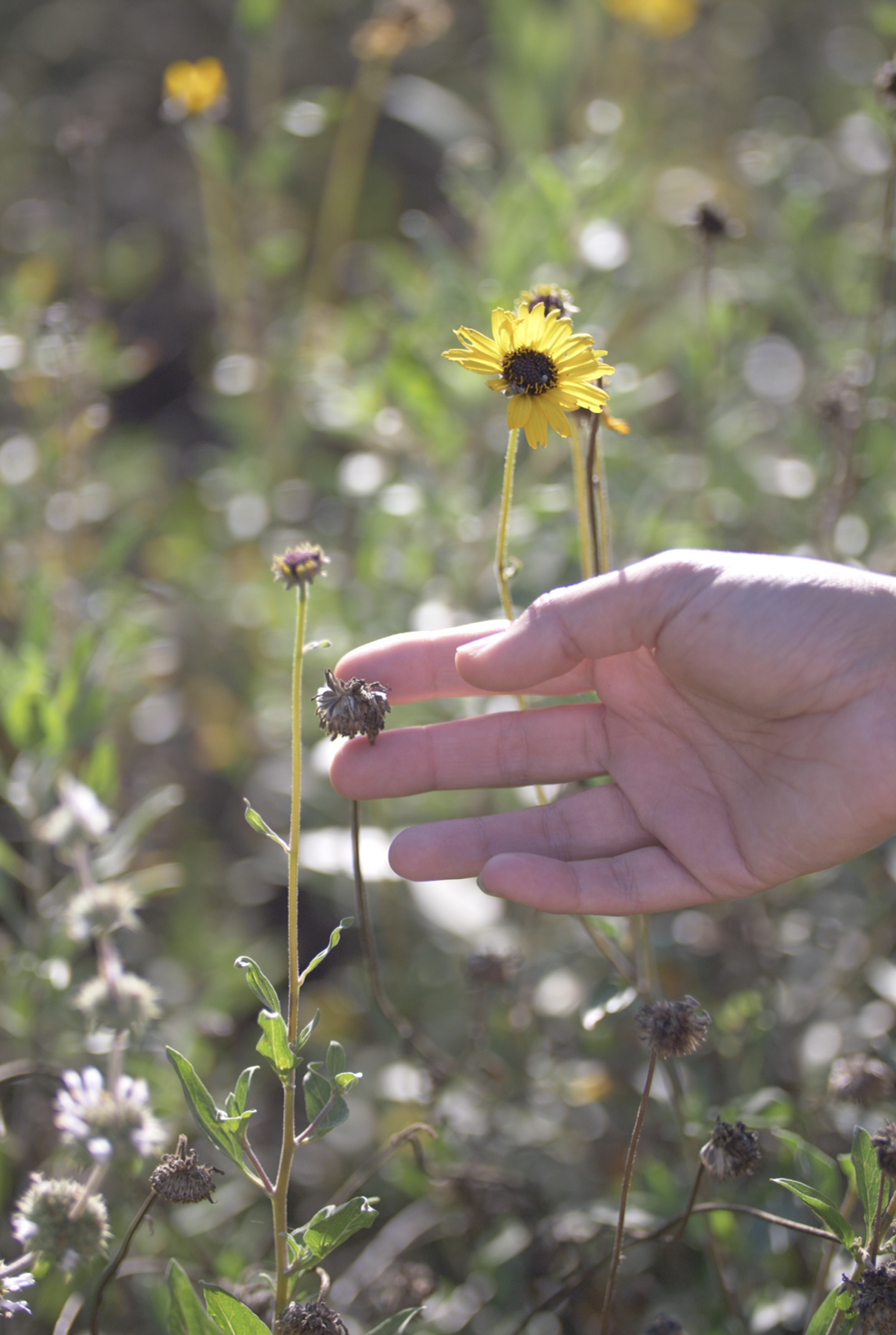 Regrow Altadena • Donate Seeds & Tools to @altadenaseedlibrary  thumbnail