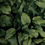 Amazon Storefront thumbnail