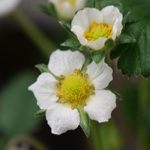 Flower Press thumbnail