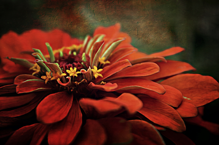 AllysonMariePhoto (Art & Photography) thumbnail